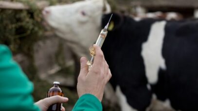 Governo quer usar indústria veterinária para produzir medicamentos