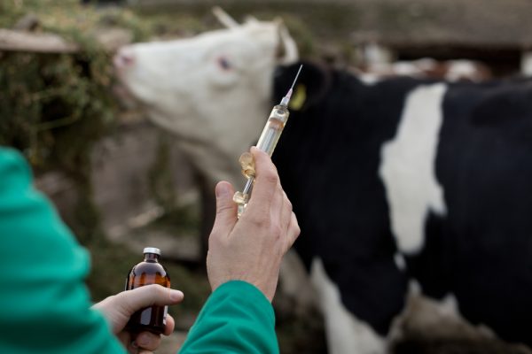 Governo quer usar indústria veterinária para produzir medicamentos