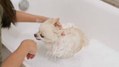 Franquia de farmácia investe em produtos de beleza para pets