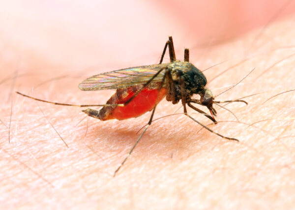 vacina para malária
