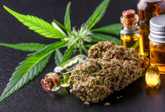 cannabis medicinal