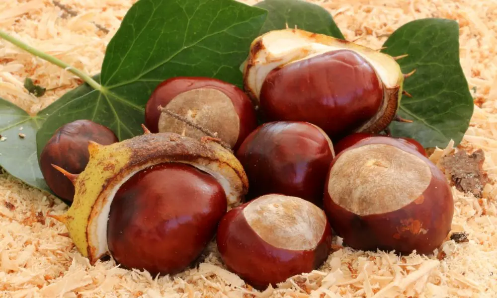Os benefícios da castanha da Índia para a saúde castanha da índia