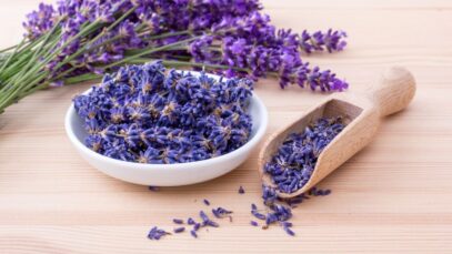 Conheça a alfazema e a abrangência da planta medicinal Alfazema