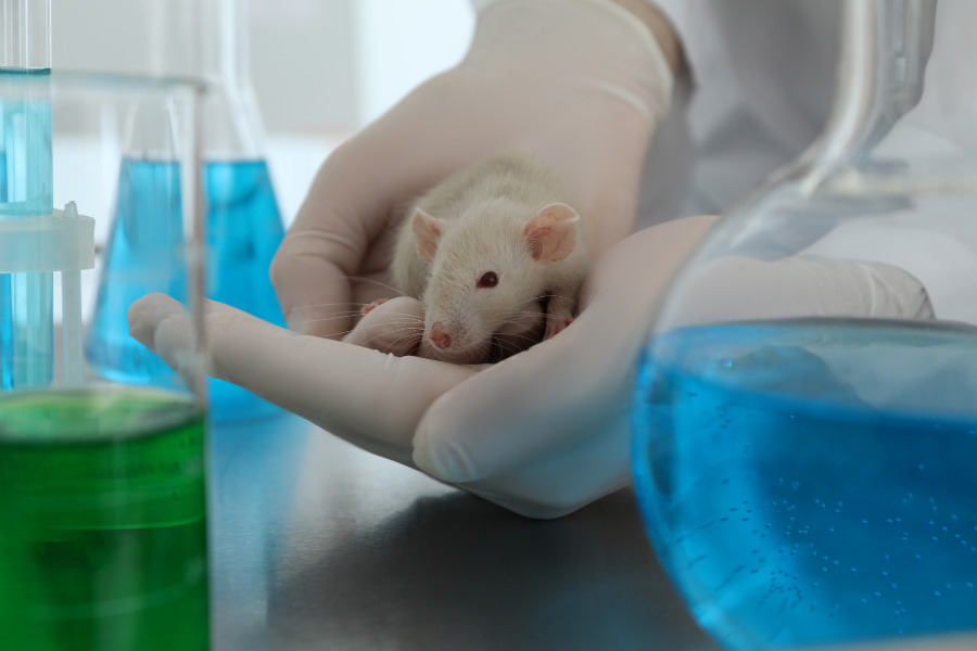 testes de medicamentos em animais