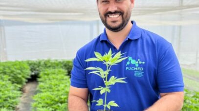 cannabis medicinal