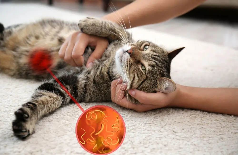 Design sem nome (60) doenças transmitidas por gatos