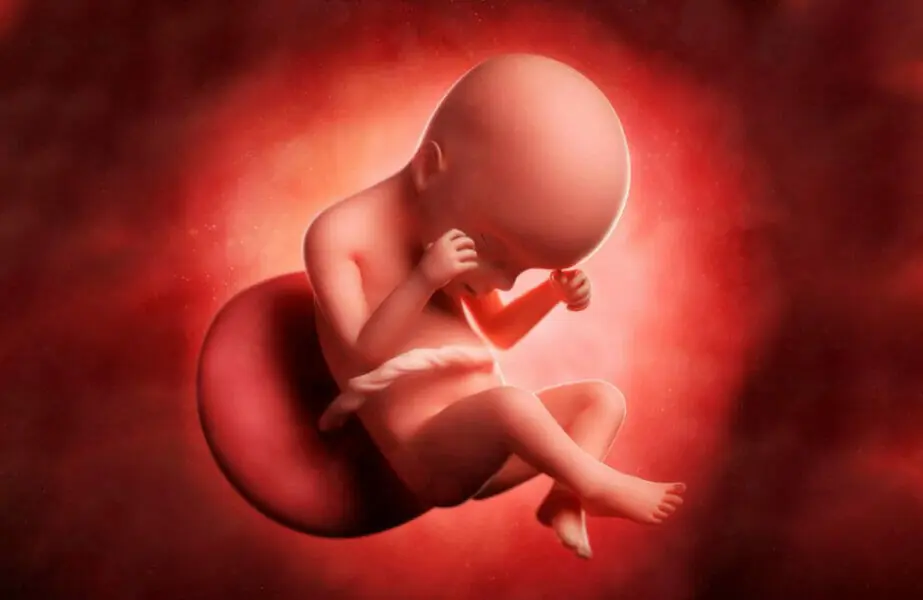 Design sem nome – 1 24 semanas de gestação
