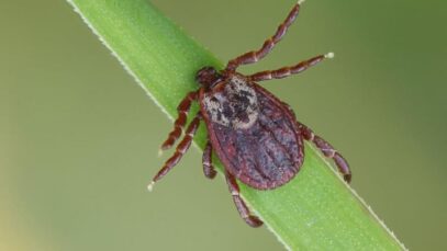 febre maculosa