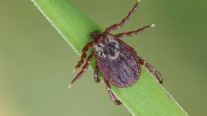 febre maculosa