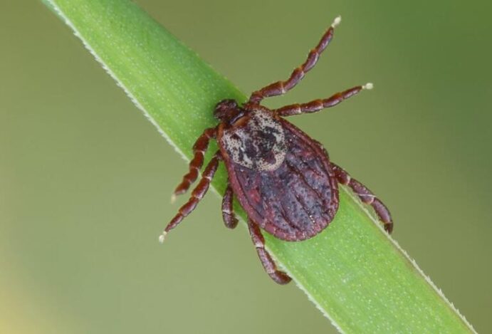 febre maculosa