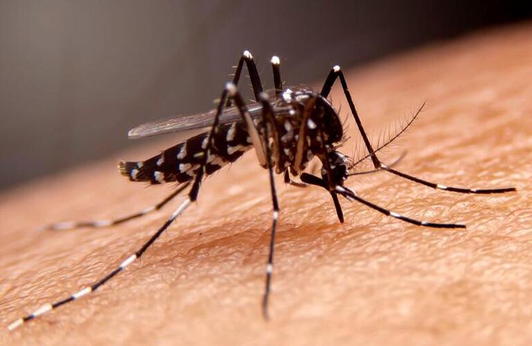 Dengue: entendendo os sintomas, tratamento e prevenção