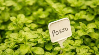 poejo