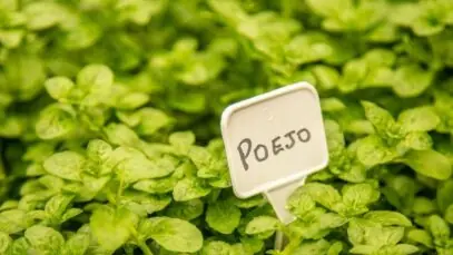 poejo
