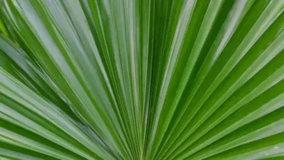 saw palmetto