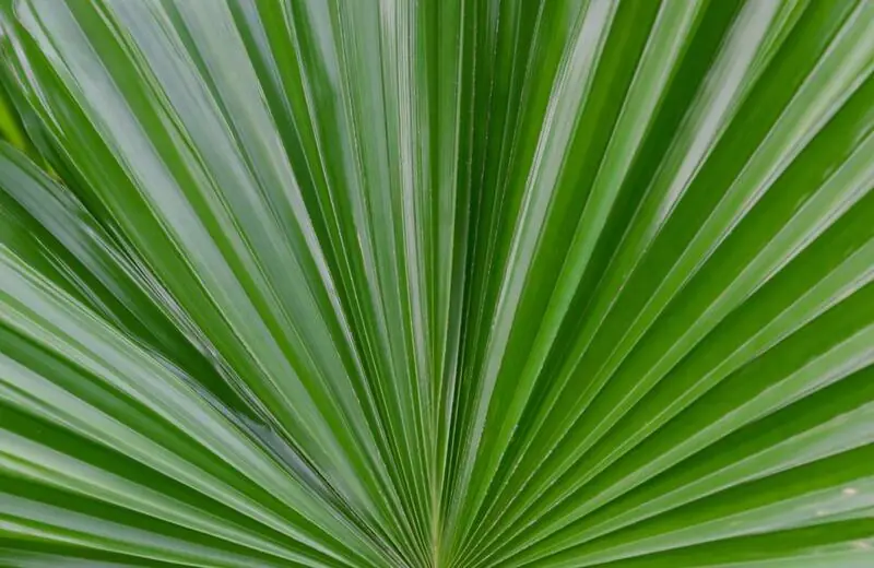 saw palmetto