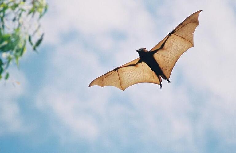 Descubra por que a raiva em morcegos é uma ameaça aos humanos