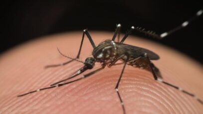 Aedes aegypti