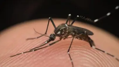Aedes aegypti