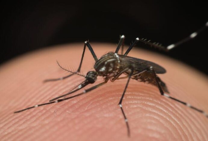 Aedes aegypti
