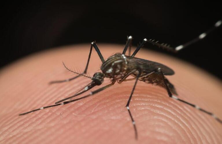 Aedes aegypti: O perigo que ameaça a saúde pública