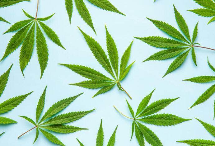 Cannabis medicinal