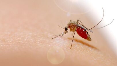 Chikungunya