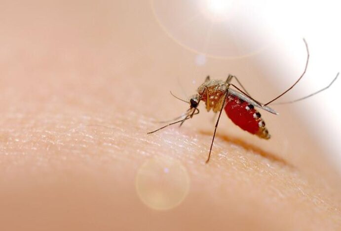 Chikungunya