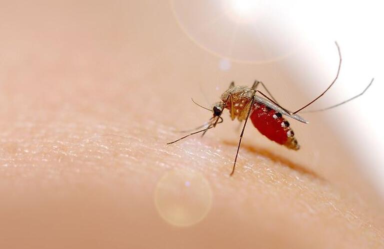 Chikungunya: tudo o que você precisa saber sobre essa doença