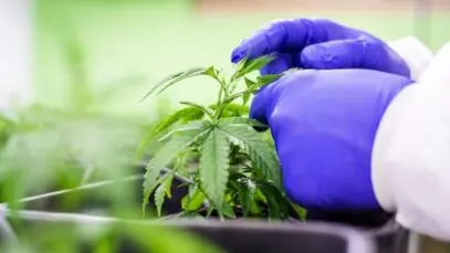 Confira o passo a passo para a importação de cannabis