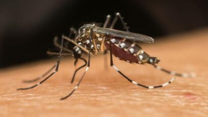 Aedes aegypti