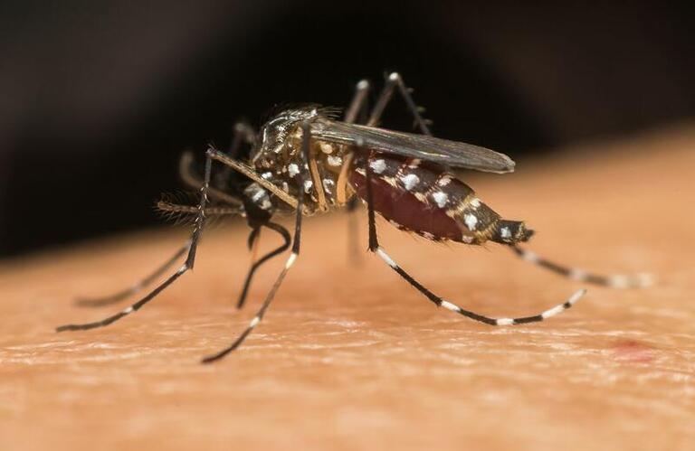 Doenças causadas pelo Aedes aegypti