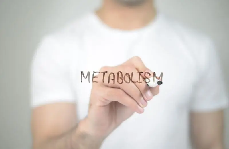 Metabolismo