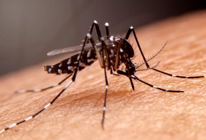 Dengue no Rio de Janeiro