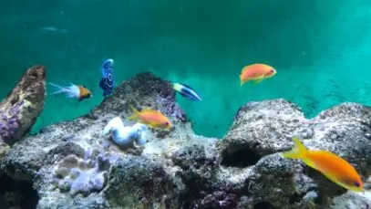 Fungos