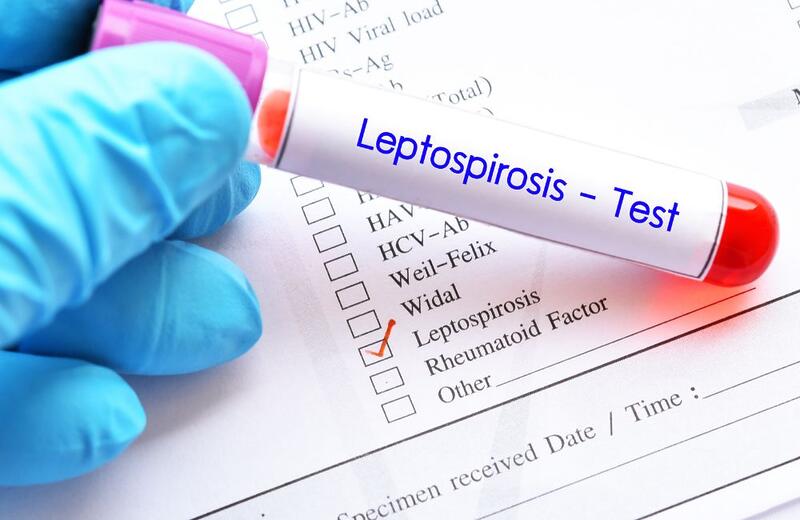 Novo teste para leptospirose