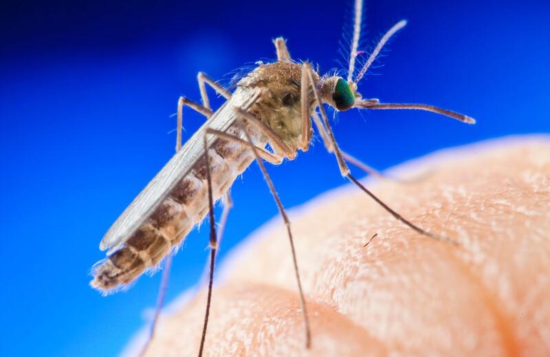 doenças transmitidas por mosquitos