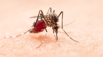 chikungunya