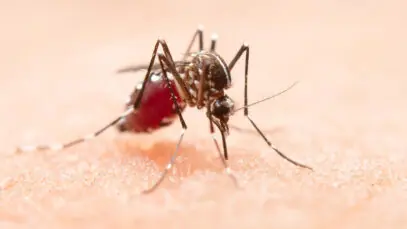 chikungunya