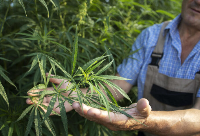 Cannabis Medicinal