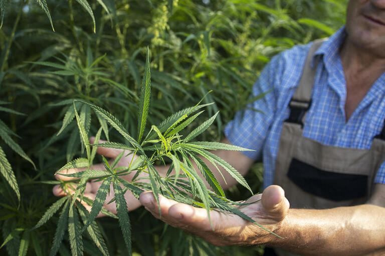 Cannabis Medicinal