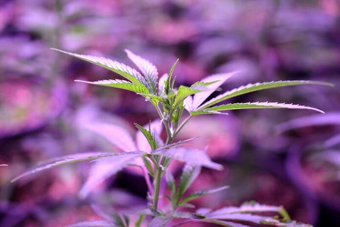 flor de cannabis