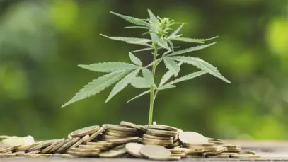 CONTRABANDO DE CANNABIS Mercado de cannabis, farmácias, cannabis medicinal, CBD