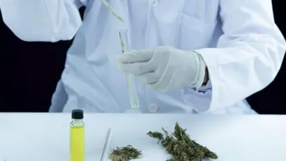 PESQUISAS CLÍNICAS SOBRE CANNABIS Cannabis, cannabis medicinal, pesquisas clínicas, indústria farmacêutica, financiamento