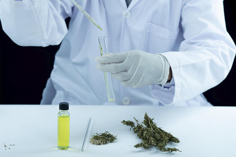 Setor aponta entraves para pesquisas clínicas sobre cannabis