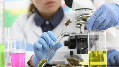 ESTUDOS CLÍNICOS DE CANNABIS Indústria de cannabis, cannabis medicinal, estudos clínicos