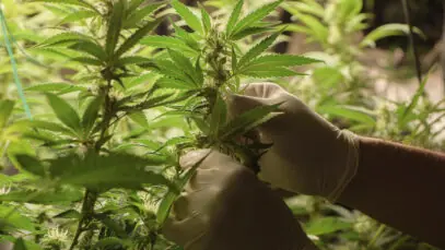 CULTIVO DE CANNABIS Canabidiol, cannabis medicinal, CBD