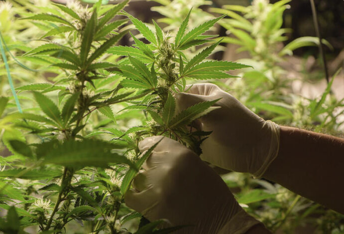 CULTIVO DE CANNABIS Canabidiol, cannabis medicinal, CBD