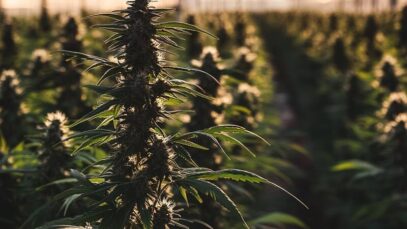 Farmacêutica mineira adquire indústria de cannabis colombiana