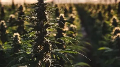Farmacêutica mineira adquire indústria de cannabis colombiana