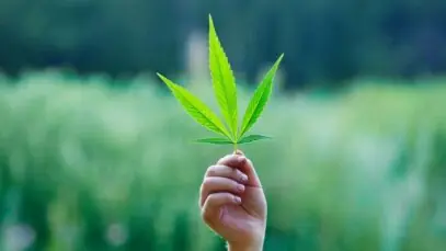 EMPREENDER NO SETOR DE CANNABIS Canabidiol, cannabis medicinal, CBD
